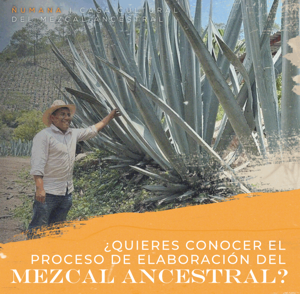 TOUR A MONTE ALBAN Y SU CAMINO ZAPOTECO